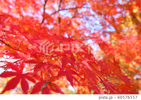 石神井公園 紅葉 石神井公園 紅葉 60576557