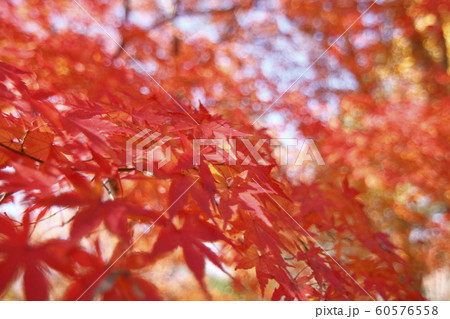 石神井公園 紅葉 石神井公園 紅葉 60576558