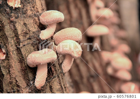 原木栽培 60576801