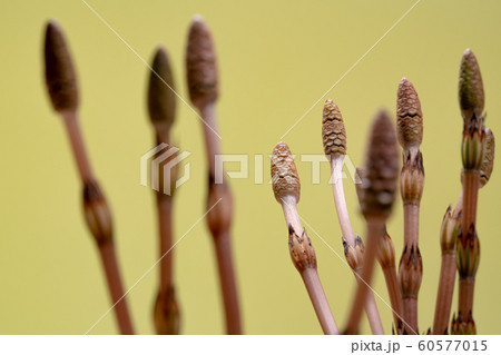 つくし　ツクシ　スギナ　杉菜　黄色背景 60577015