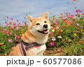 柴犬とコスモス 60577086