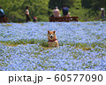 ネモフィラ畑の中の柴犬 60577090