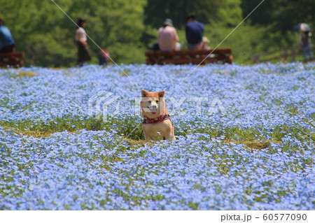 ネモフィラ畑の中の柴犬 60577090