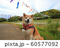 柴犬とこいのぼり 60577092