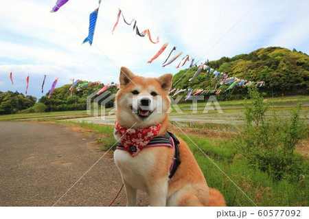 柴犬とこいのぼり 60577092