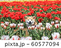 チューリップ畑の中の柴犬 60577094