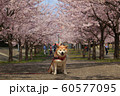 柴犬と桜並木１ 60577095