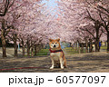 柴犬と桜並木２ 60577097