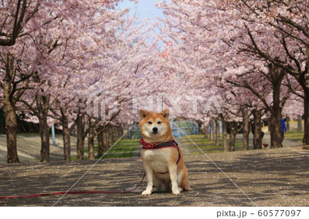 柴犬と桜並木２ 60577097