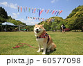 柴犬とこいのぼり（レイクウッズガーデン） 60577098