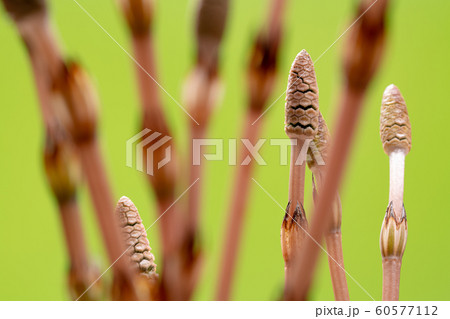 つくし　ツクシ　スギナ　杉菜　緑背景 60577112