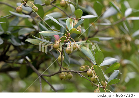 樹上のモッコクの実の写真素材