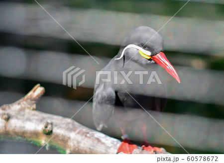 Wildlife scene from nature. Black bird with red Wildlife scene from nature. Black bird with red 60578672