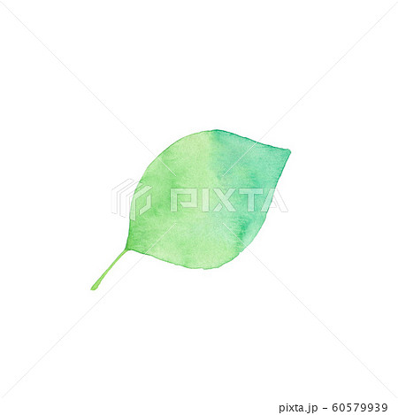 シンプルな緑の葉っぱ、素材 60579939