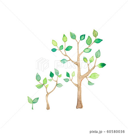 Tree Growth Stock Illustration