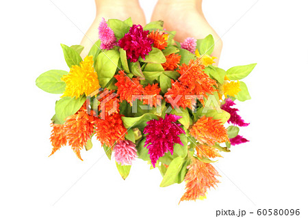 ケイトウのハッピーキャンドル　手持ち 60580096