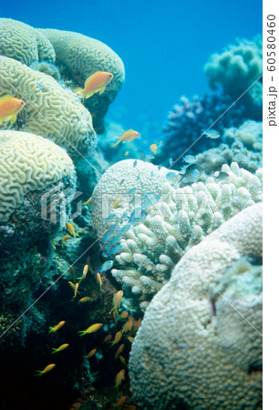 White coral with Anthias White coral with Anthias 60580460