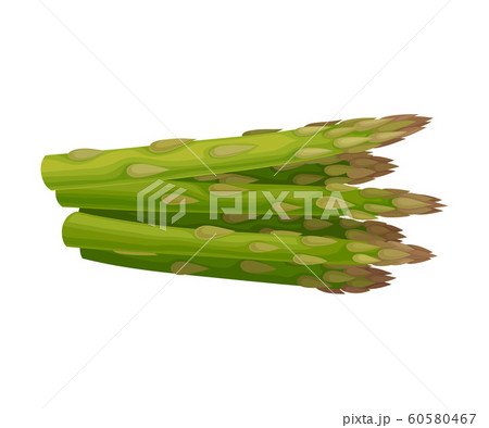 Fresh Green Asparagus Spears Vector Illustrated Plant Fresh Green Asparagus Spears Vector Illustrated Plant 60580467