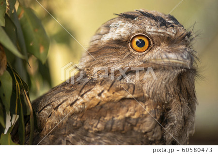 Tawny Frogmouth 60580473