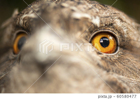 Tawny Frogmouth Tawny Frogmouth 60580477