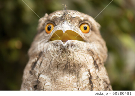 Tawny Frogmouth Tawny Frogmouth 60580481