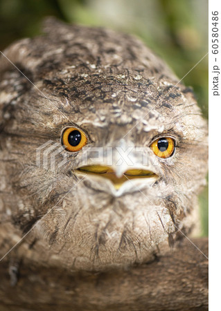 Tawny Frogmouth Tawny Frogmouth 60580486