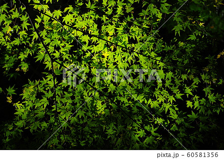 新緑 60581356