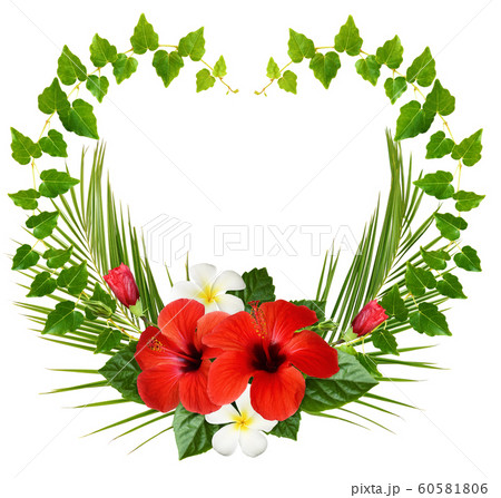 Red hibiscus and fragipani flowers with green ivy Red hibiscus and fragipani flowers with green ivy 60581806