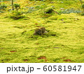 苔じぞう 60581947