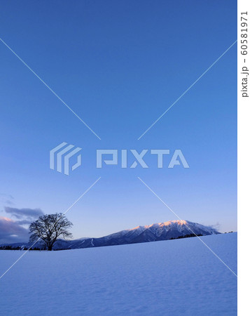 風景写真 小岩井農場 冬の一本桜 岩手山 岩手県 風景写真 小岩井農場 冬の一本桜 岩手山 岩手県 60581971