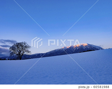 風景写真　小岩井農場　冬の一本桜　岩手山　岩手県　 60581988
