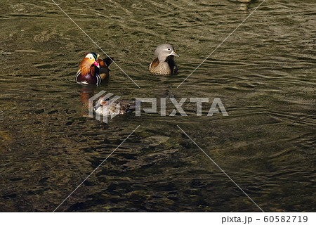 おしどり おしどり 60582719