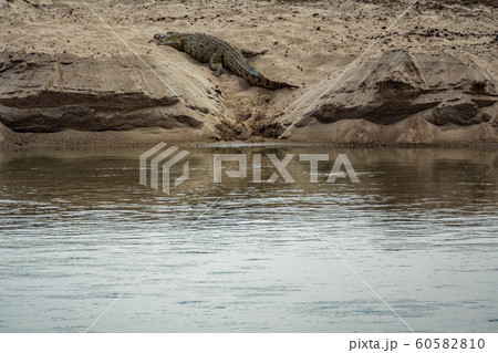 Crocodile taking a nap in the sand near river Crocodile taking a nap in the sand near river 60582810