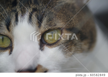 ねこ目線 60582849