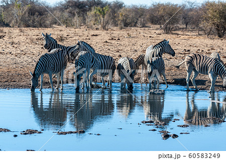 A group of Zebras in Etosha A group of Zebras in Etosha 60583249