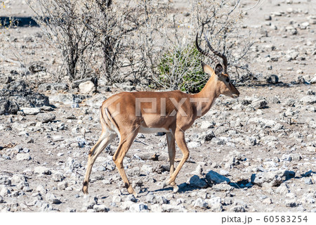 Impalas in Etosha National Park 60583254