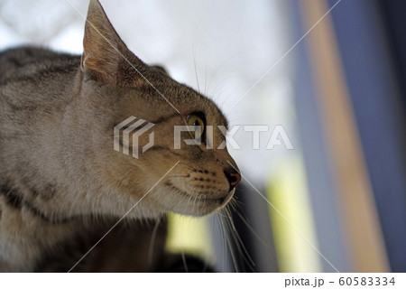 見つめる 60583334