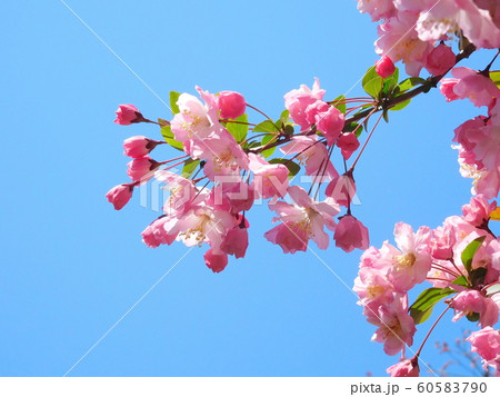 紅色とピンクと白色の美しいお花と可愛い蕾 ハナカイドウ 花海棠の写真素材