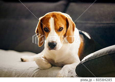 Dog indoors on a sofa portrait in bright room. Dog background 60584285