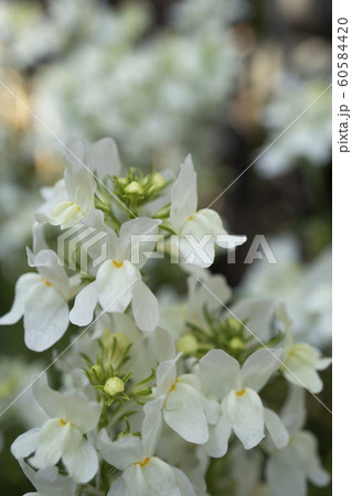 ぼかした背景に白いネメシアの花 ぼかした背景に白いネメシアの花 60584420