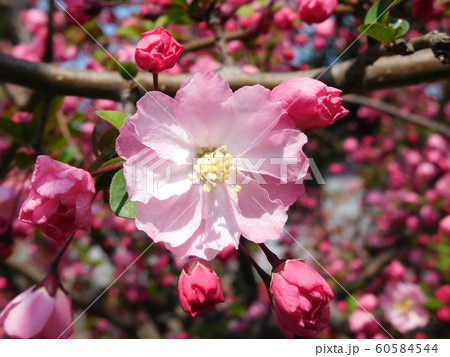 紅色とピンクと白色の美しいお花と可愛い蕾 ハナカイドウ 花海棠の写真素材