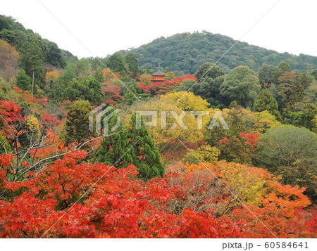 京都　最盛期の紅葉 60584641