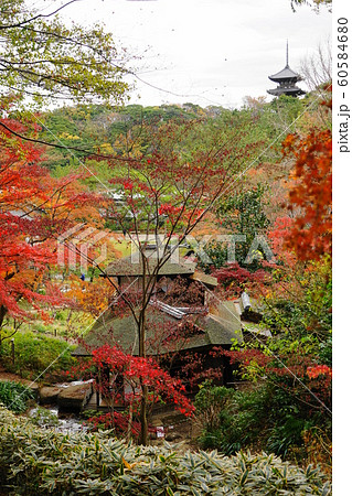 12月　横浜566三重塔と聴秋閣の紅葉･三渓園 60584680