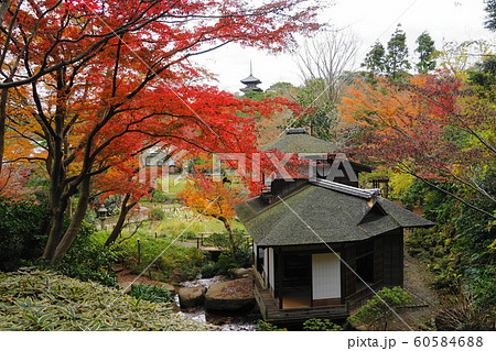 12月　横浜558三重塔と聴秋閣の紅葉･三渓園 60584688