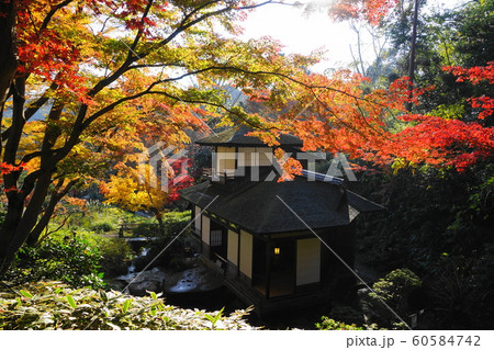 12月　横浜522聴秋閣の紅葉･三渓園 60584742