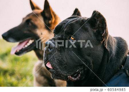 Red Malinois Dog And Black Cane Corso Dog Sitting Together In Grass. Close Up 60584985
