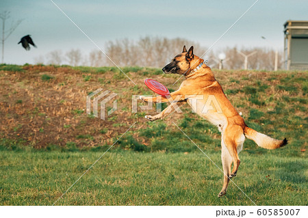 Malinois Dog Play Jumping Running With Plate Toy Outdoor In Park. Belgian Sheepdog Are Active, Intelligent, Friendly, Protective, Alert And Hard-working. Belgium, Chien De Berger Belge Dog 60585007