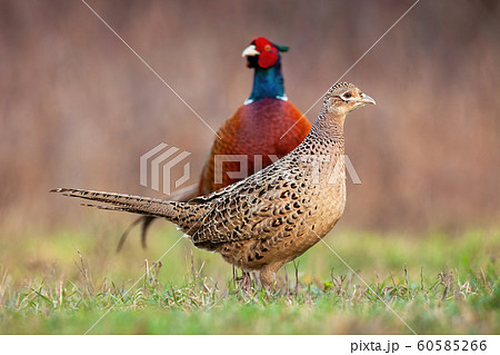 Couple of common pheasant on a meadow in springtime Couple of common pheasant on a meadow in springtime 60585266