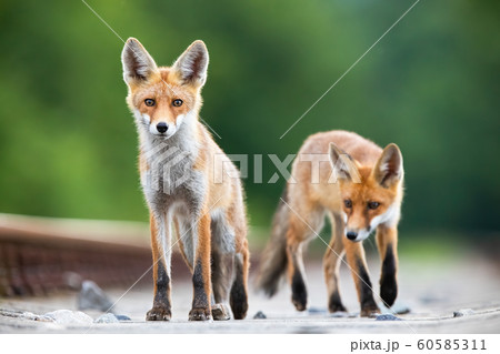 Two red fox cubs on a railway tracks looking surprised Two red fox cubs on a railway tracks looking surprised 60585311