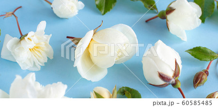 Roses on a light blue background Roses on a light blue background 60585485
